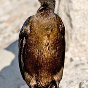 Brandt's Cormorant